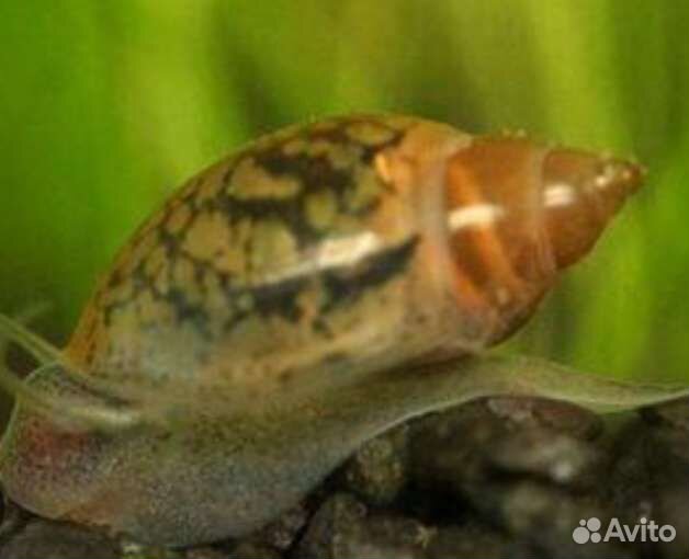 Аквариумные улитки физа