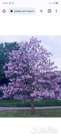 Саженцы павловния