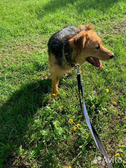 Мотя ишет дом, подарите малышке семью