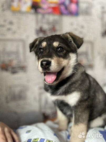 Собака в добрые руки щенок