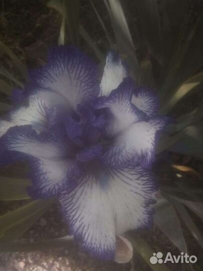 Ирисы бородатые