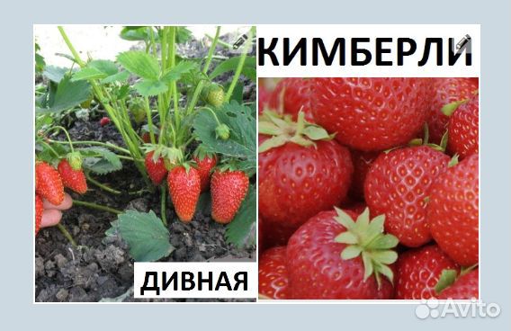 Рассада клубники