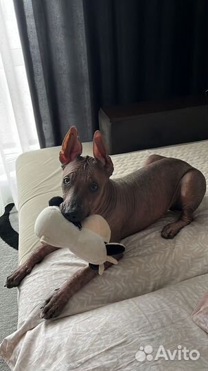 Ксолоитцкуинтли стандарт