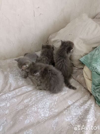 Кошки бесплатно
