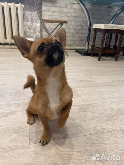 Чихуахуа кабель мини вязка