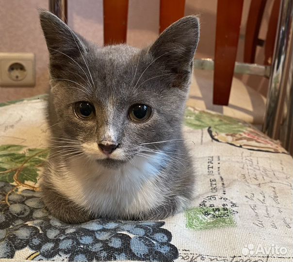 Кошка в дар бесплатно