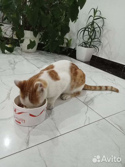 Кошка в дар бесплатно