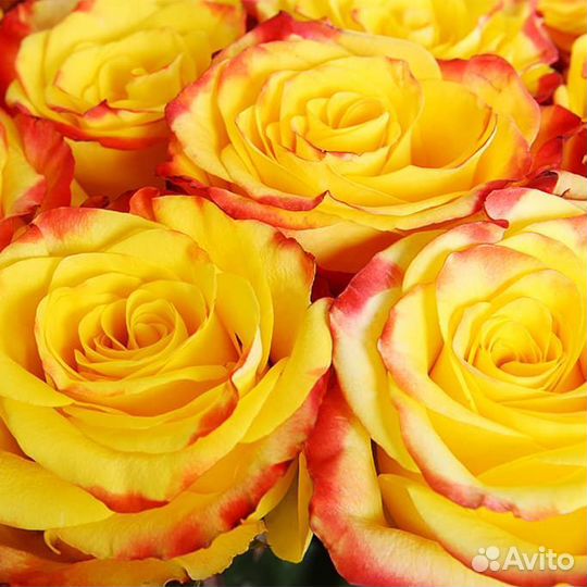 Роза high yellow 80 см