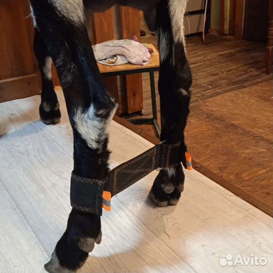 Путы для фиксации ног козы