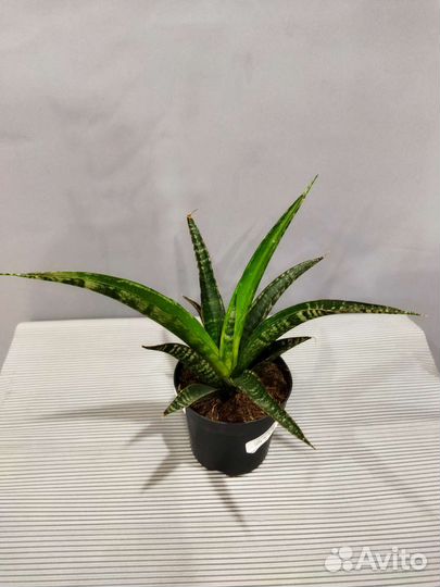 Сансевиерия