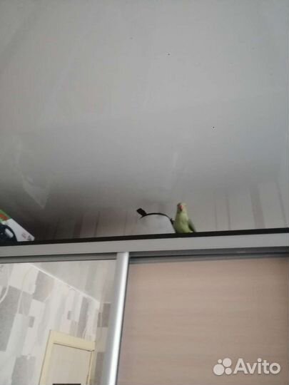 Ожереловый попугай