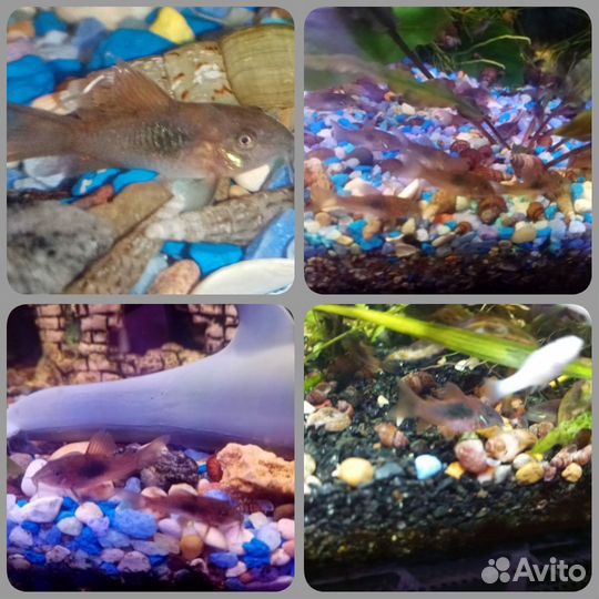 Аквариумные рыбки, улитки и креветки