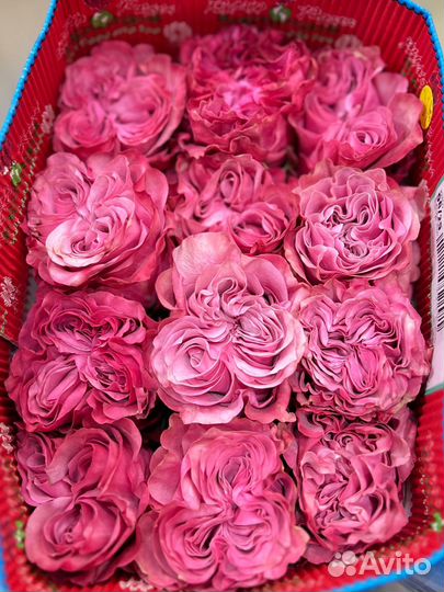 Цветы:Пионовидная роза