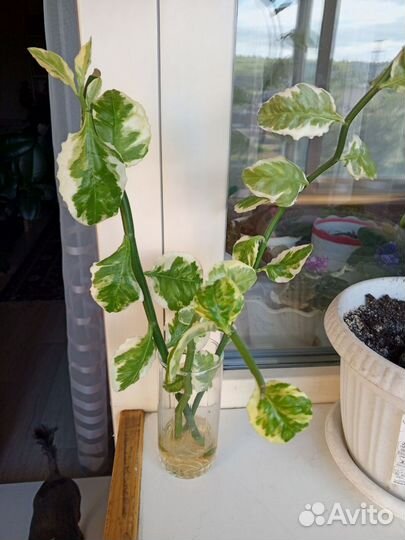 Педилантус