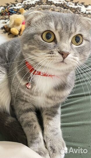 Шотландский вислоухий кот бесплатно
