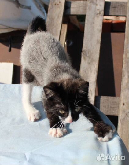 Котёнок мальчик 2 мес. С очень необычным окрасом