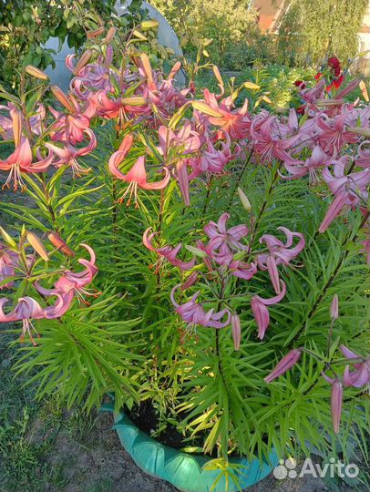 Лилейники, лилии