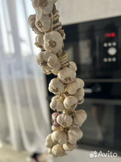 Чеснок на семена