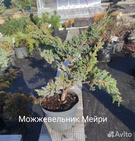 Можжевельник