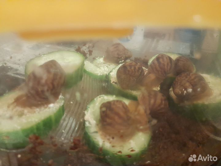 Улитки ахатины