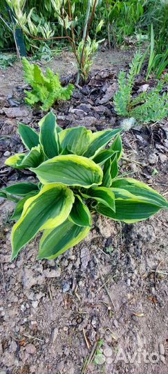 Хоста с желтым краем большой куст