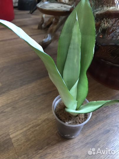 Сансевьерия