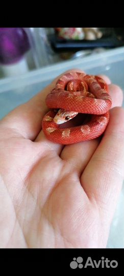 Передержка клеточных животных рептилий птиц