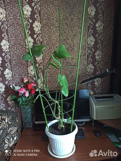 Комнатные цветы