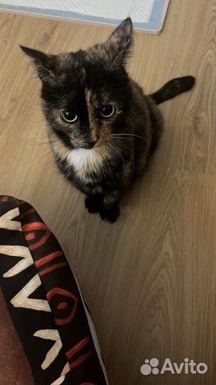 Отдам в добрые руки кошечку