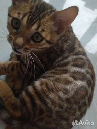 Бенгальский котенок