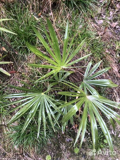 Пальмы:банановая, трахикарпус. Лен,Бешорнерия,Юкка