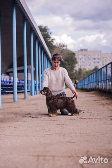 Американский кокер-спаниель с документами РКФ