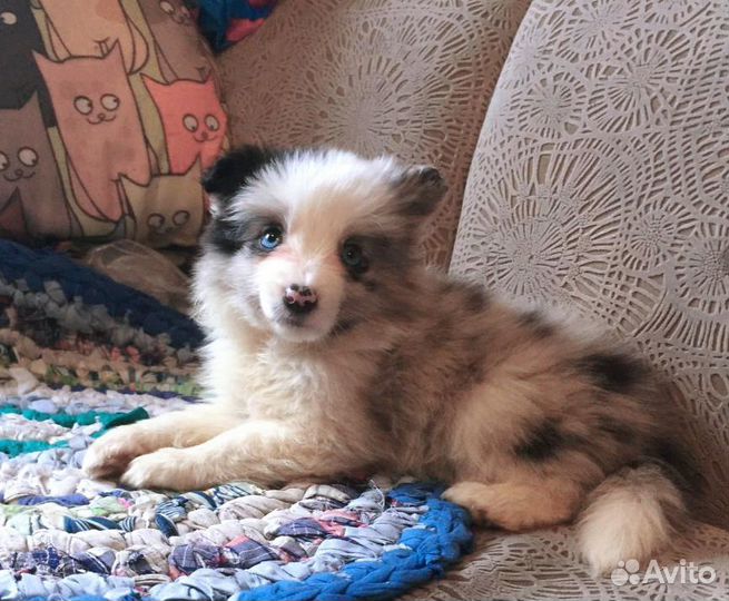 Бордер Колли с отправкой по России