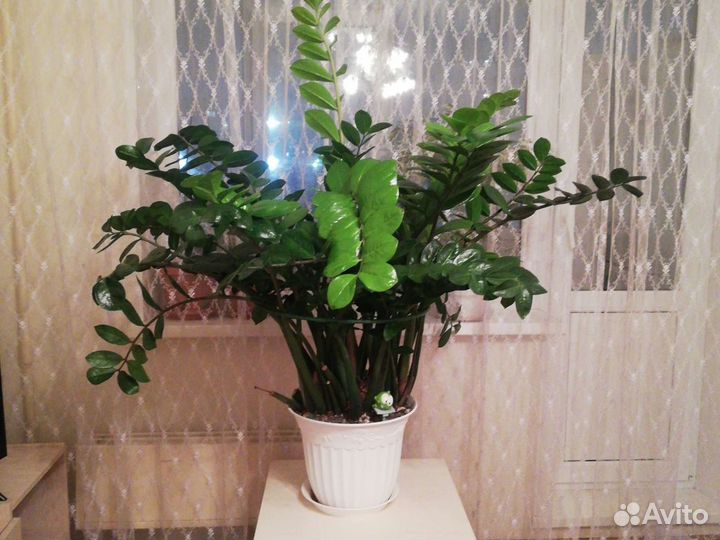 Замиокулькас