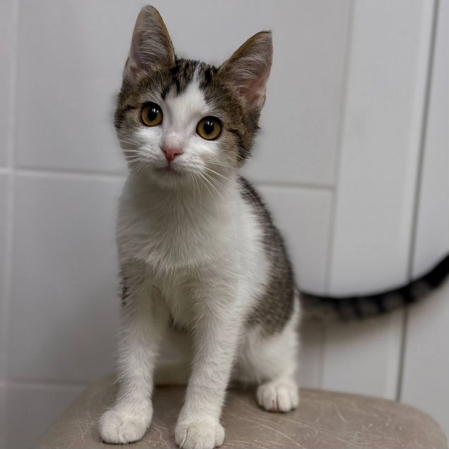 Котёнок в добрые руки