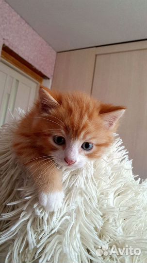 Кусок рыжего кошачьего золота