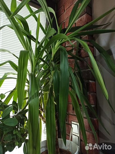 Комнатное растение юкка