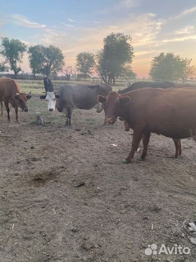 Коровы и телки бычки телята