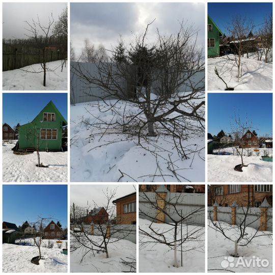 Профессиональная обрезка плодовых деревьев