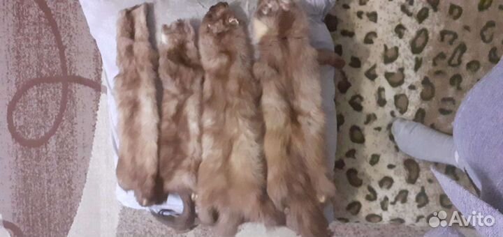 Шкурка куницы