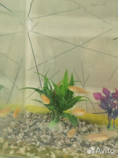 Аквариумные рыбки Цихлиды