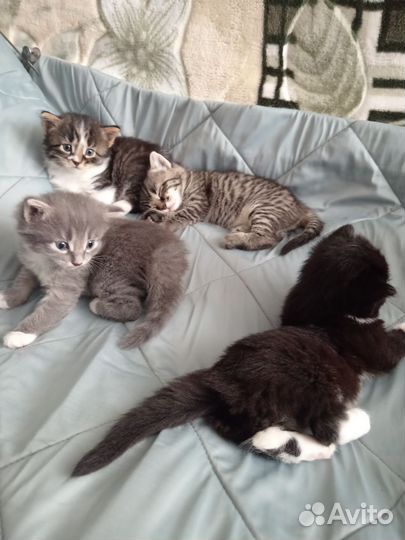 Бронь котят