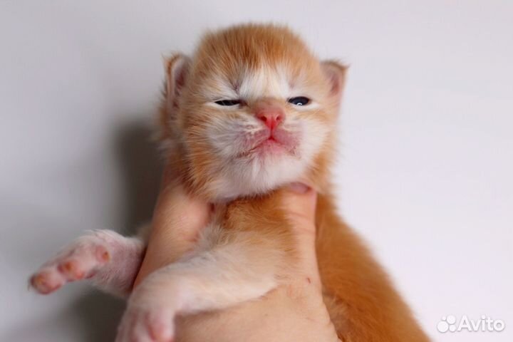 Мейн-кун супер пупсик,солнечный мальчик