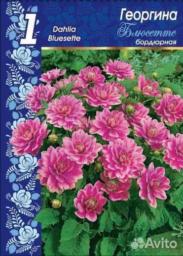 Цветы георгины