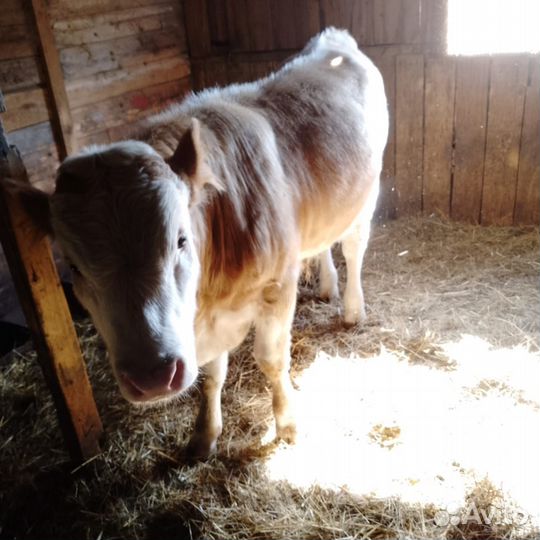 Бычки и телки