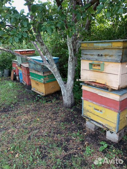 Ульи для пчел