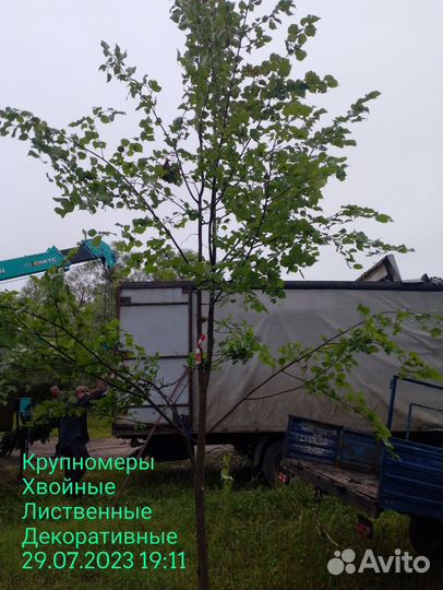 Липа мелколистная 5-6 метров