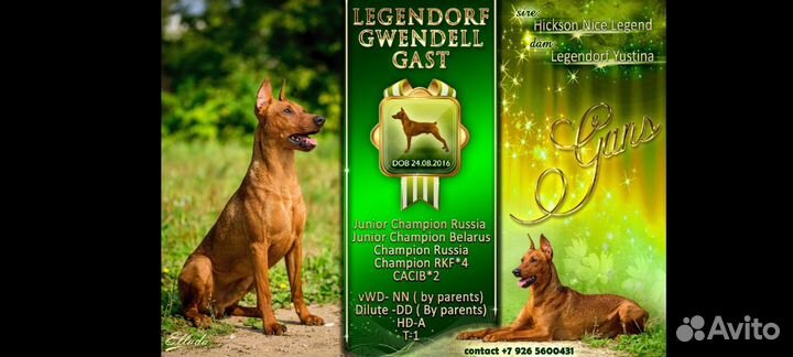 Немецкий пинчер. Вязка