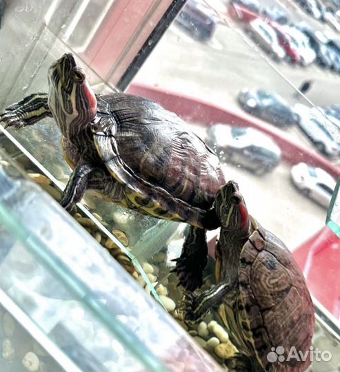 Красноухая черепаха с аквариумом бесплатно