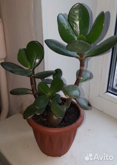 Толстянка,красула,денежное дерево